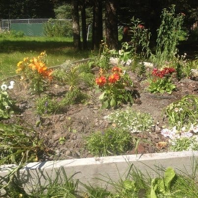 Our "New" Garden. We recently had to move some of our flowers so work could be done on our house.
