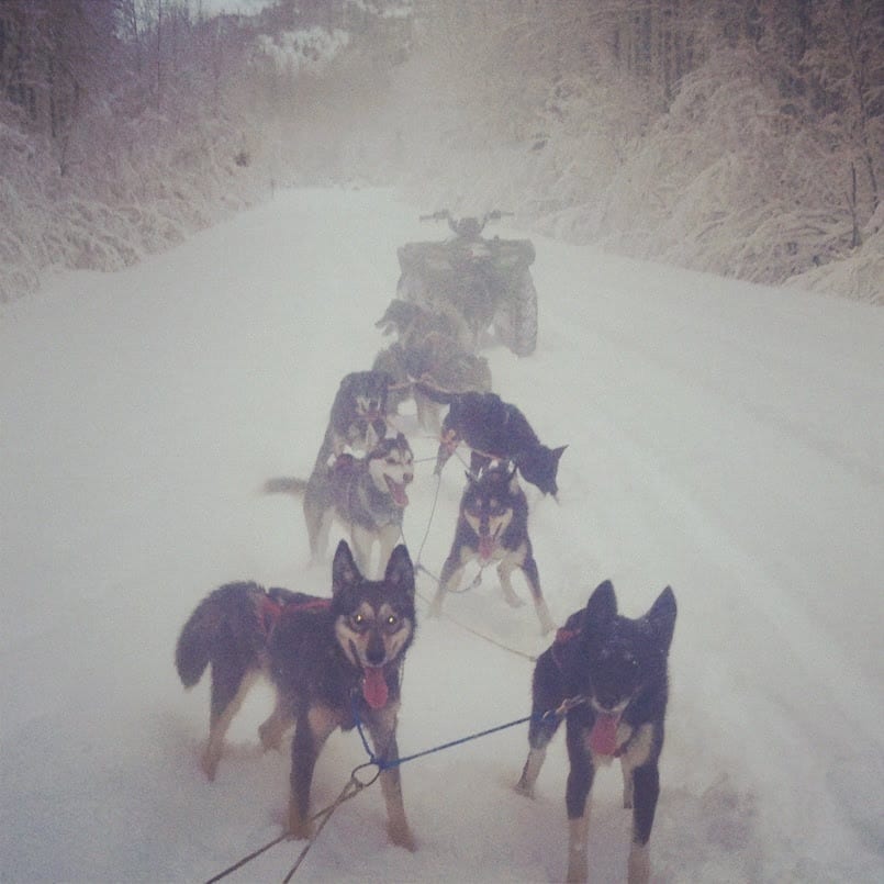 Turning Heads Kennel Dog Sled Tours The Team out at Kenai Fjords National Park