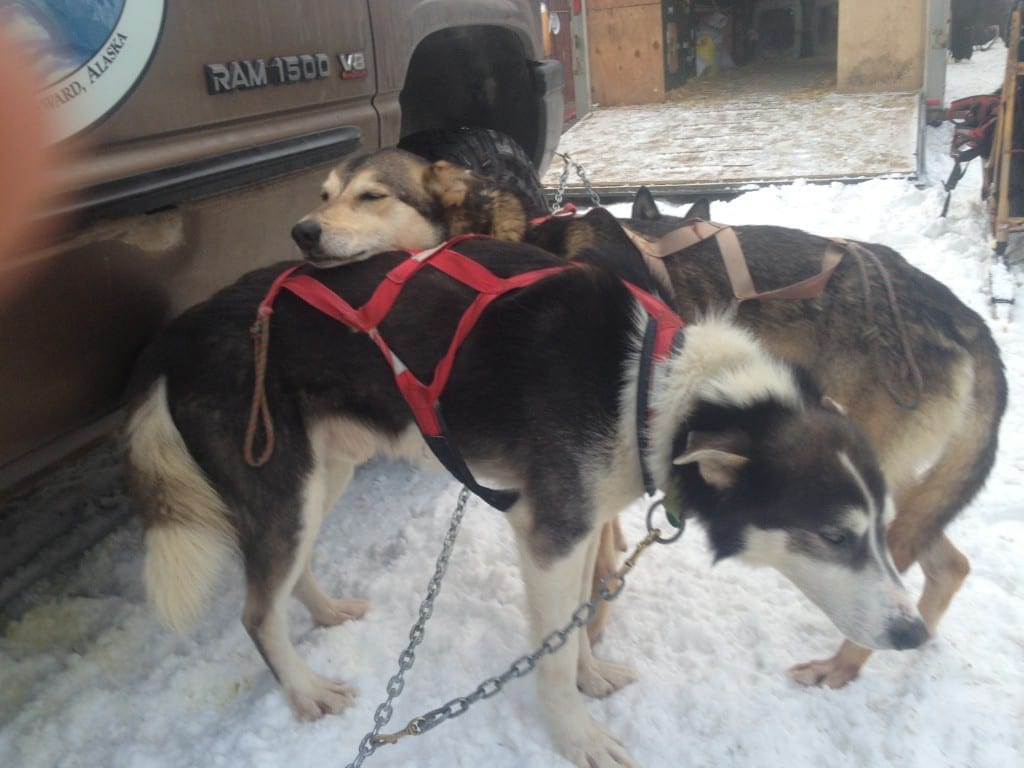 Copper rests his head on his best friend and running partner Kermit
