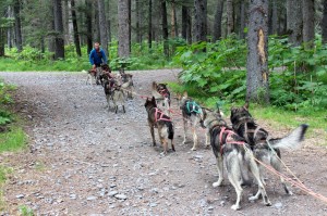 sled dogs training in the fall