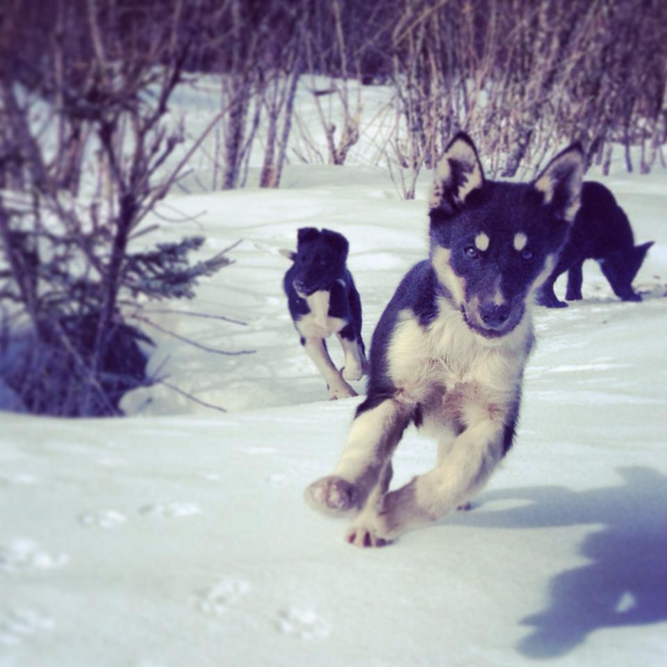 Puppy Walk Spring 2013