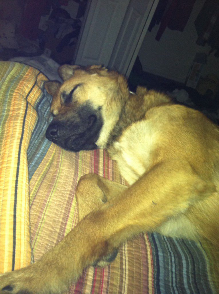 Max, sleeping on my bed. 