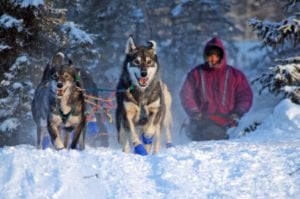 Sarah Stokey in the 2011 Tustumena 200 Dog Sled Race