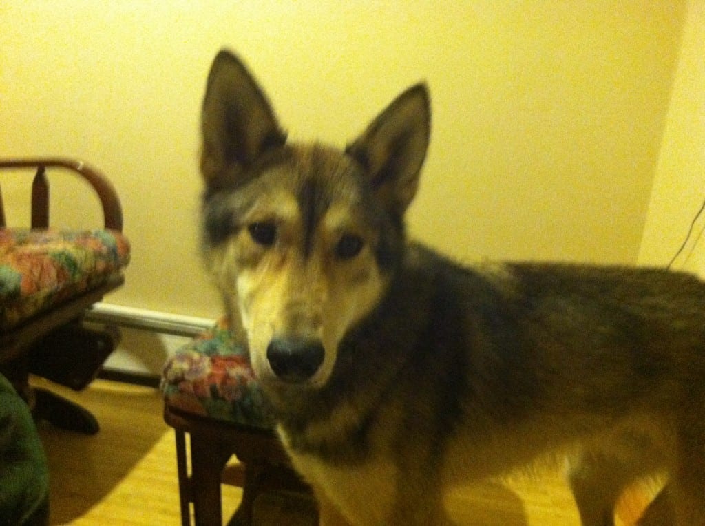 Handsome is hanging out inside.