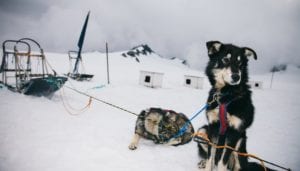 Alaska Sled Dog Tours - Levi and Wrangler rest