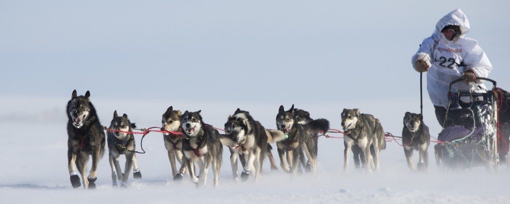 Travis Beals Iditarod 2013 with his lead dog Boston out in front and all-stars Tamere and Zema in swing!