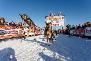 Sled Dog Care: Part 2 6 Wrangler and Willie-Charlie from Travis Beals' 2015 Iditarod team.