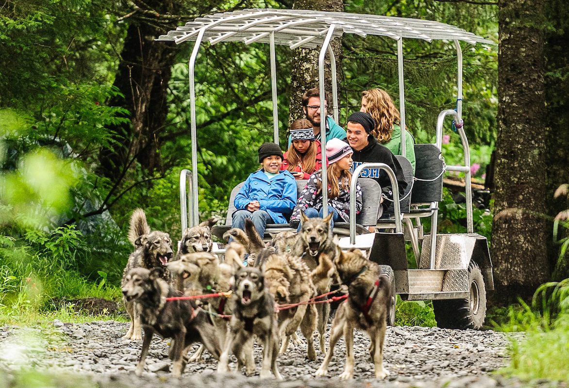 Alaska Dog Sledding -- Summer Style -- with Turning Heads Kennel