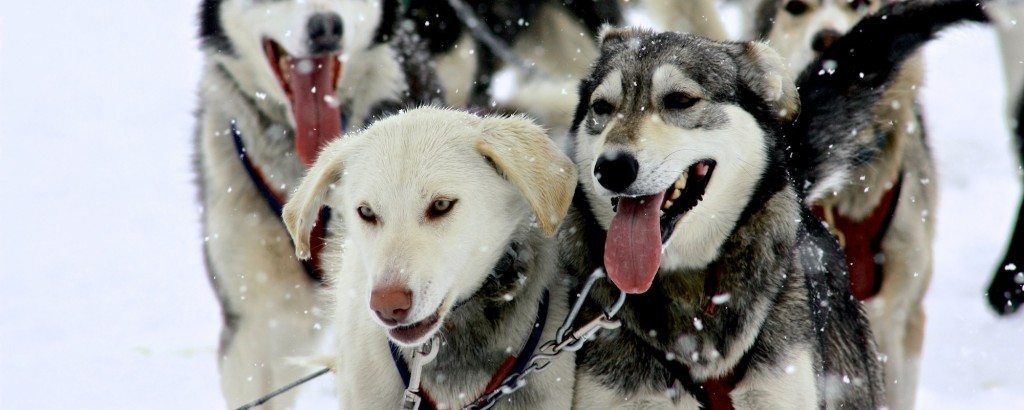 An Alaska Mushing Tour featuruing Pinky and Mary