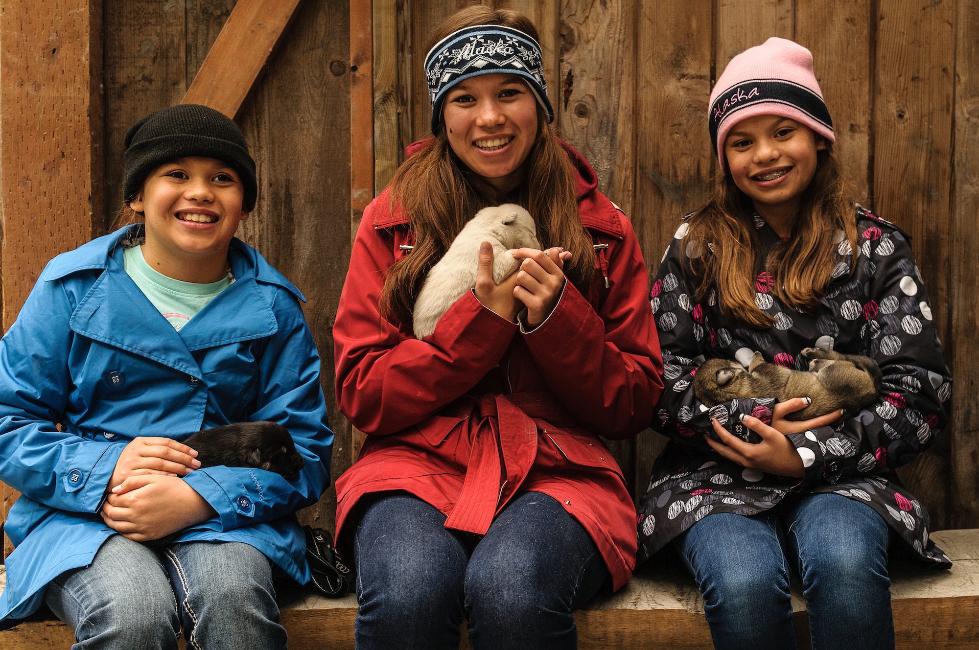 Guests on our summer dog sled tour help us socialize our young puppies