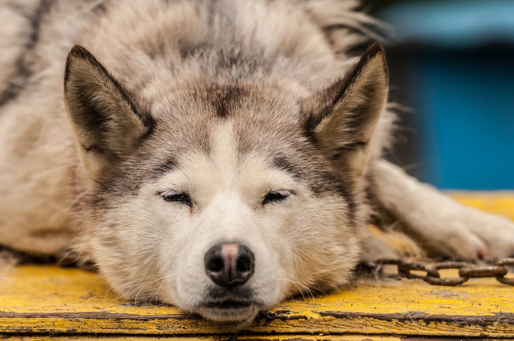 Faraday rests on her house during a sled dog tour.