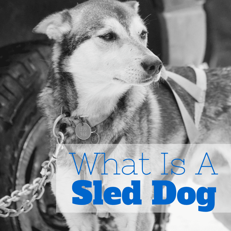 What Is A Sled Dog | Turning Heads Kennel