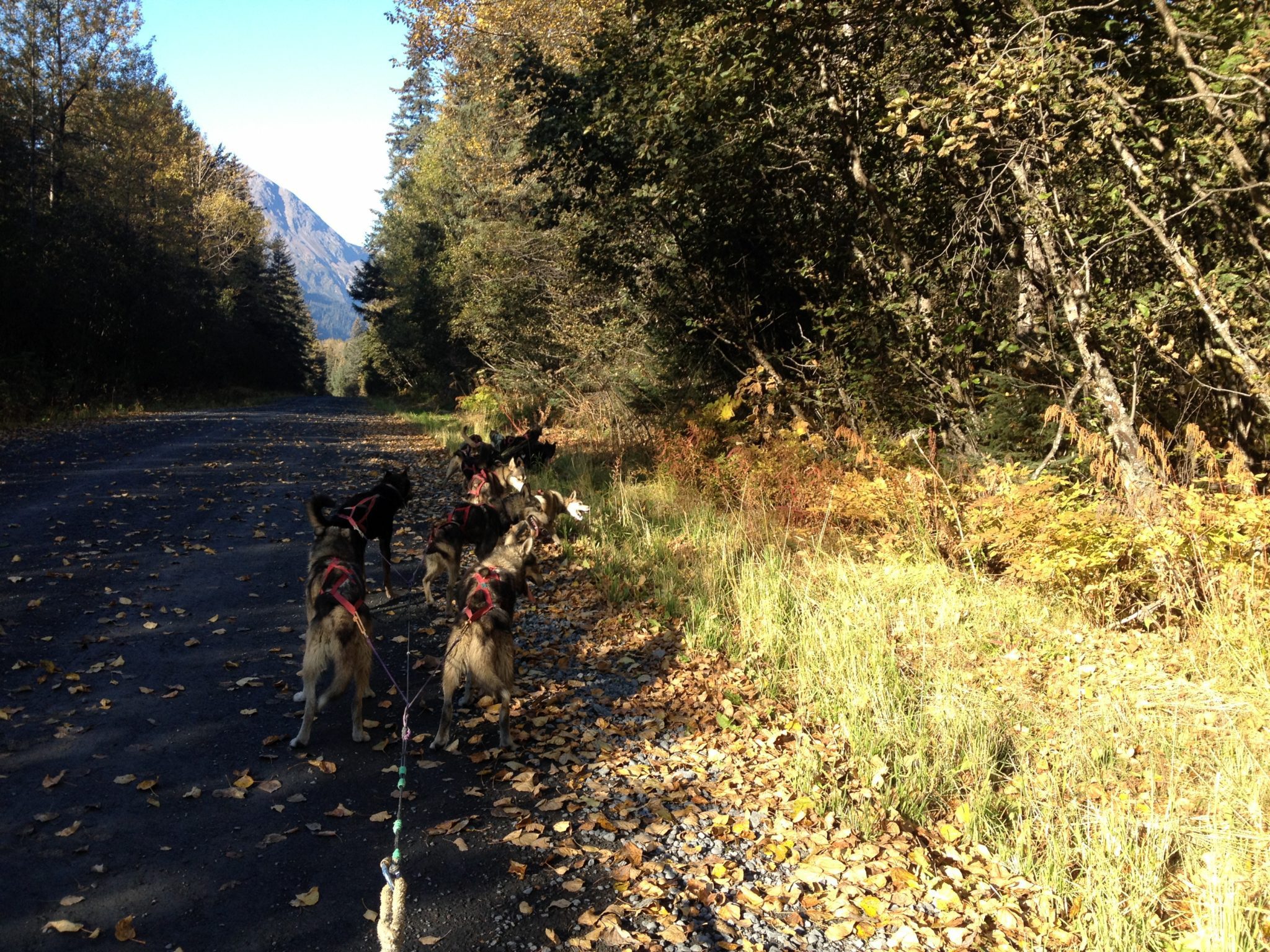 Sled dog runs in the fall are beautiful