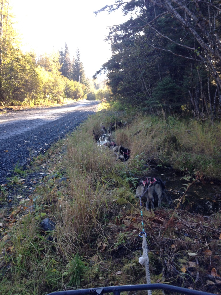 Training Sled dogs during the fall requires finding water sources. Here the team stops at a creek next to the road we train on.