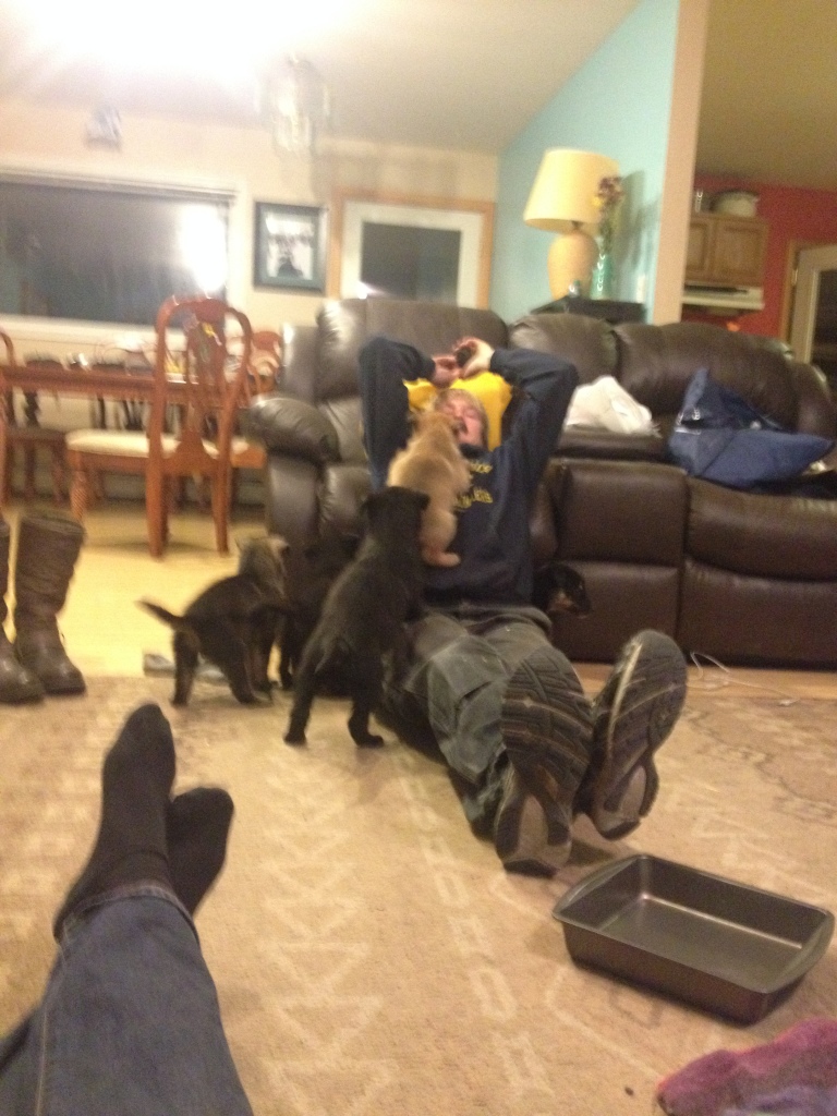 When not on dog sled runs, we let the puppies come inside