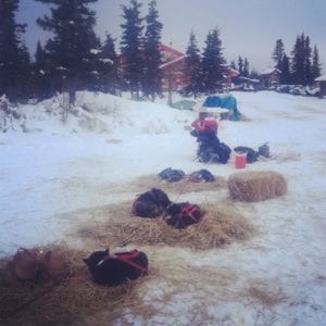 Straw is great bedding for sled dogs