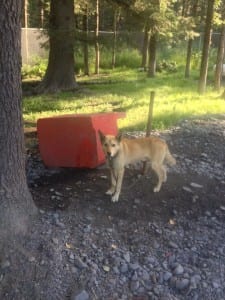 The Hardest Part Of Competitively Racing Sled Dogs 5 Freddy helps give dog sled tours in Alaska and likes to tip his dog house over.