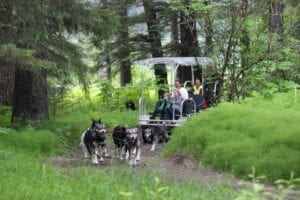 Jane leading a dog sled tour