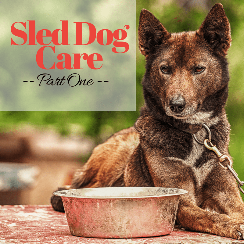 Sled Dog Care: PART 1 | Turning Heads Kennel