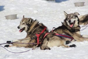 Sled Dog Care: Part 2 7 After the run, our dogs wait happily to have their booties removed and their feet rubbed!