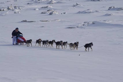 Sled Dog Care: Part 2 1 Travis Beals in the 2014 Iditarod on his Way into Nome