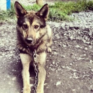 Dog Of The Week: Willie-Charlie 1 Willie Charlie is a bit nervous but a fantastic athlete