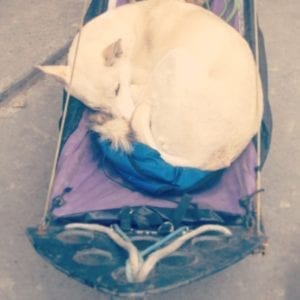 Perry Sleeping On A Dogsled