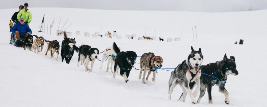 Remembering Zena: The Champion, The Athlete, The Teacher and The Companion 1 Zena in lead givingguests a glacier dog sled ride in Seward, AK