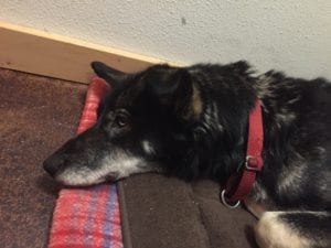 Remembering Zena: The Champion, The Athlete, The Teacher and The Companion 2 My last visit with Zena an Iditarod Champion and an Incredible Friend and Teacher