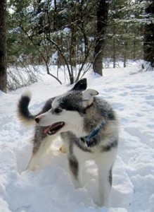 Dog Of The Week: Gremlin 2 Gremlin-dog-sled-tour-puppy