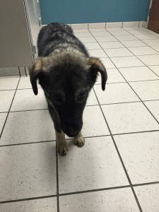 Izzy at the Vet's Office