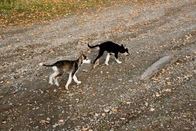 Dog Of The Week: Gremlin 1 Gremlin (left) and her sister Goblin (right), future Iditarod racers, enjoy a puppy walk.