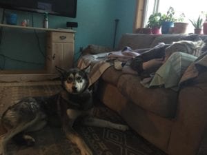 Dog Of The Week: Wrangler 1 Wrangler helps us give the best dog sled tours in Alaska