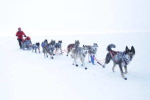 How Summer Dog Sled Tours Help Us As A Competitive Racing Kennel 5 Fidget running single lead during Iditarod 2015