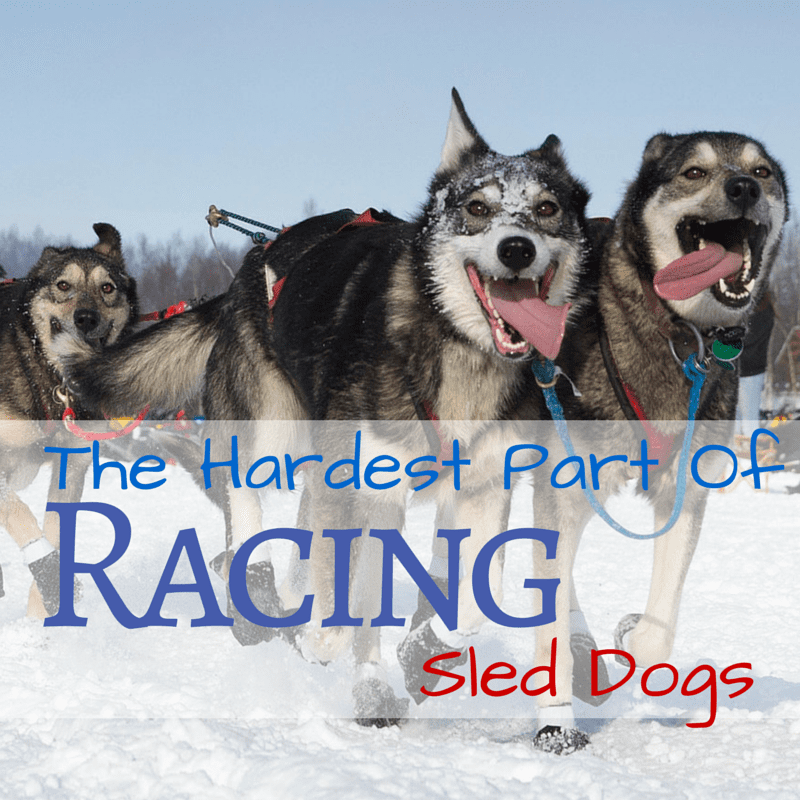 The Hardest Part Of Competitively Racing Sled Dogs | Turning Heads 