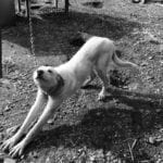 Pinky gives a good stretch after a dog sled tour