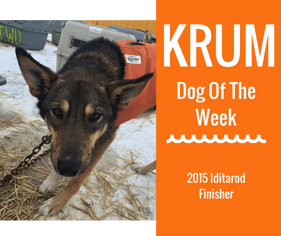 Krum 2015 Iditarod Finisher Team Travis Beals