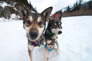 Exit-Glacier-Dog-Sled-Tours-08