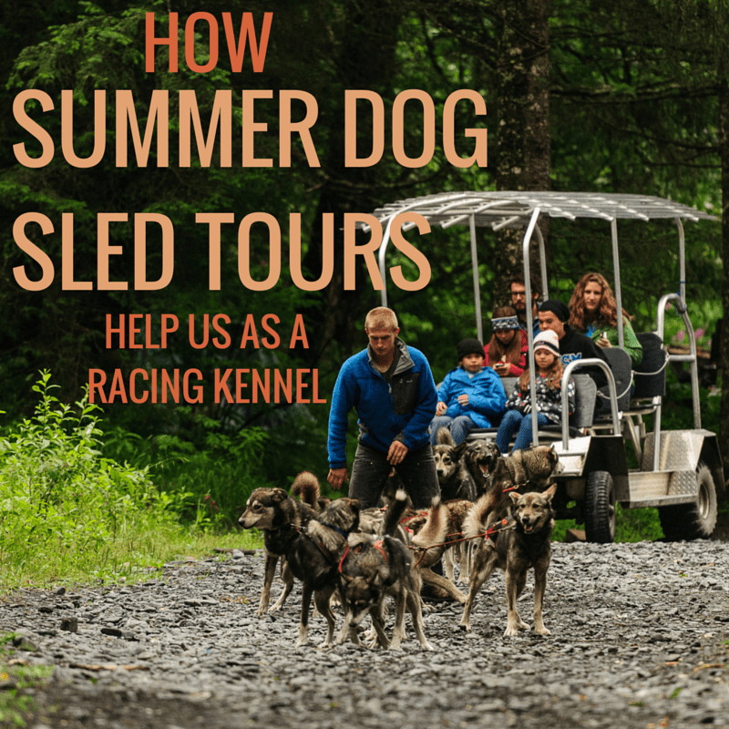 Sled Dog Tours in Alaska are an important part of our training program for Iditarod.