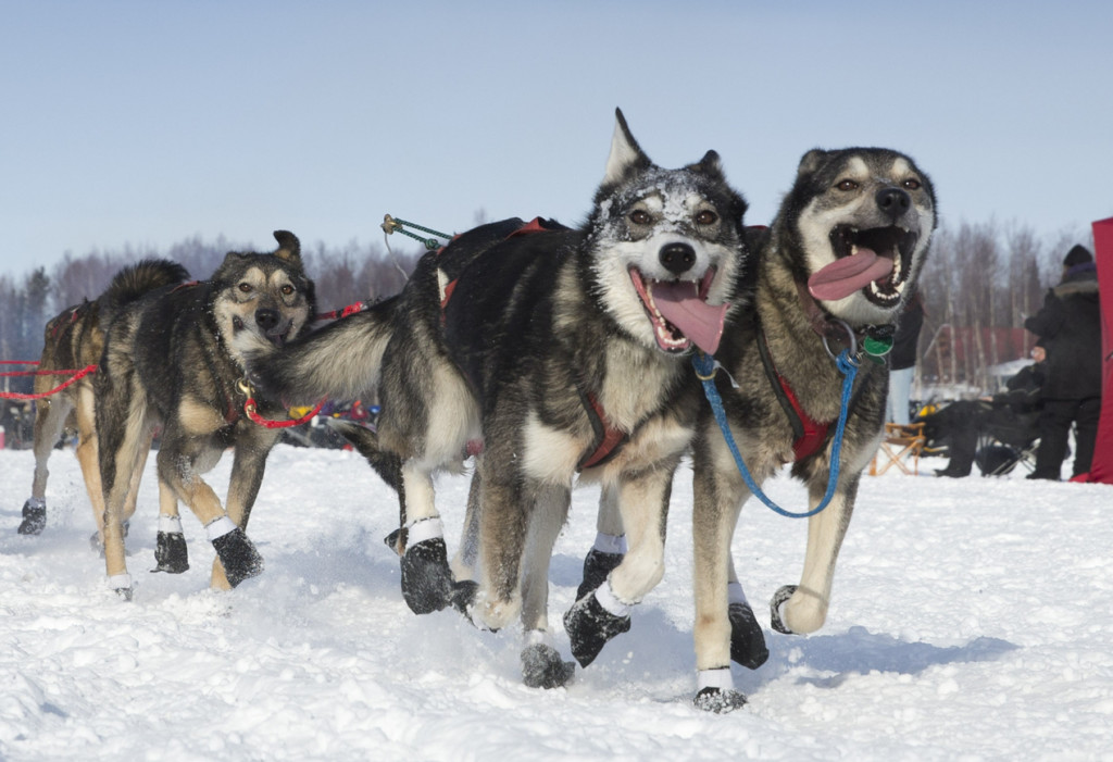 Travis-Beals-Restart-Iditarod-2013