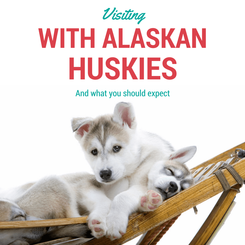 Visiting A Sled Dog Kennel In Alaska | What To Expect From A Tour