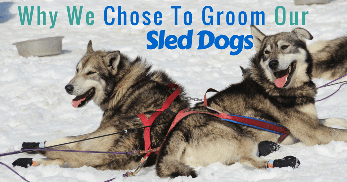 Letting Hair Fly: Why We Chose to Groom Our Sled Dogs | Turning 