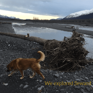 exploring-seward-with-sled-dogs