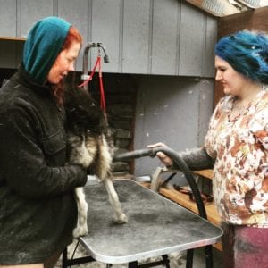 Jasmine and Amber help blow out a sled dog