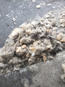 The Hair of 40 Sled Dogs
