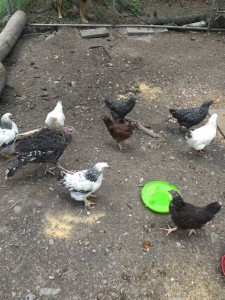 sarah-has-chickens