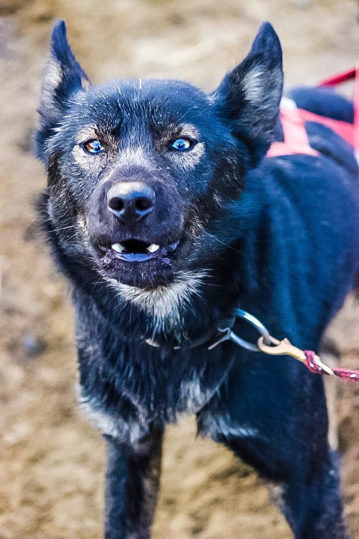 Zeus, king of the dogs