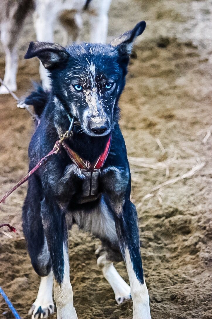 Athena during Fall Training 2015-2016 sled dog racing season