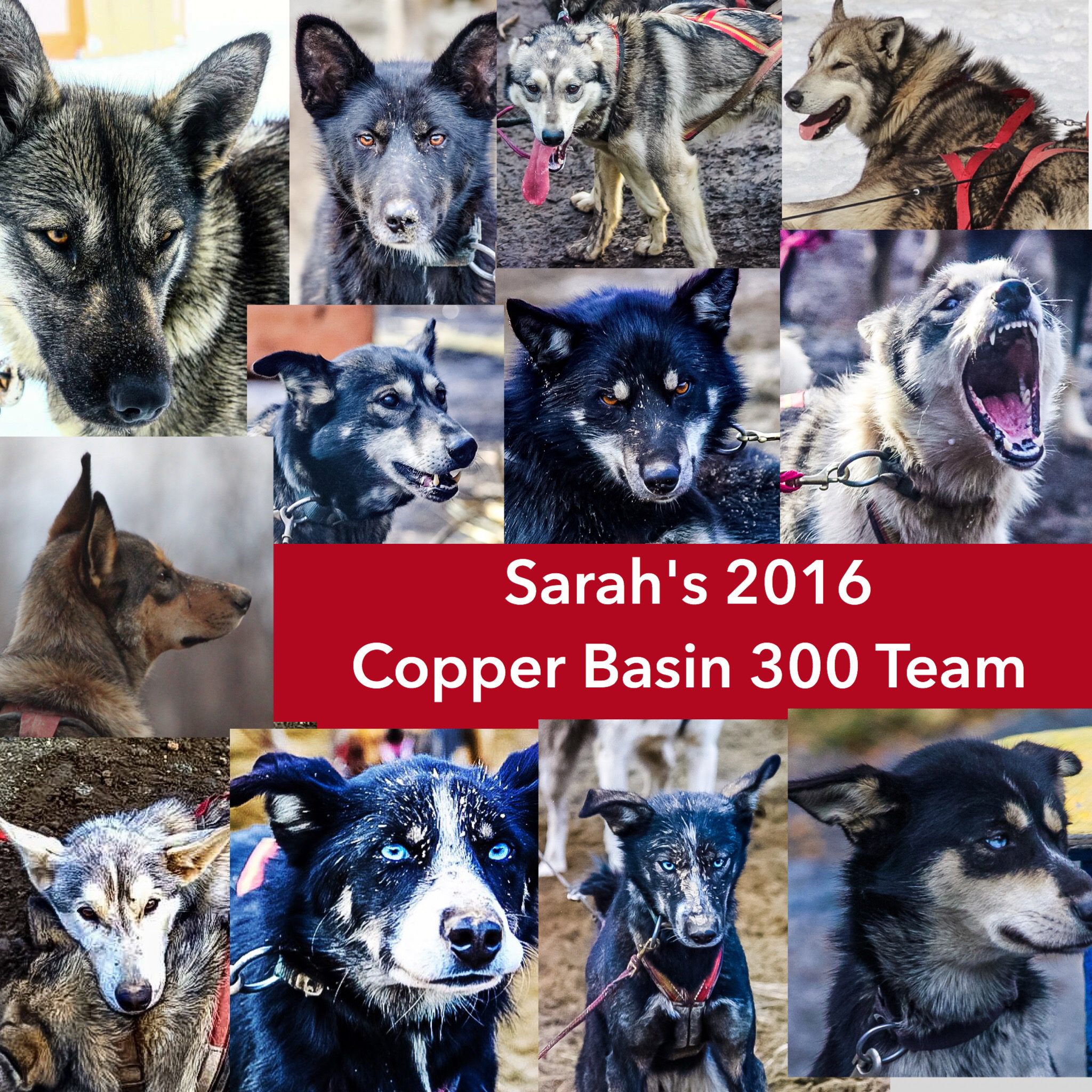 Sarah's 2016 Copper Basin 300 | Turning Heads Kennel