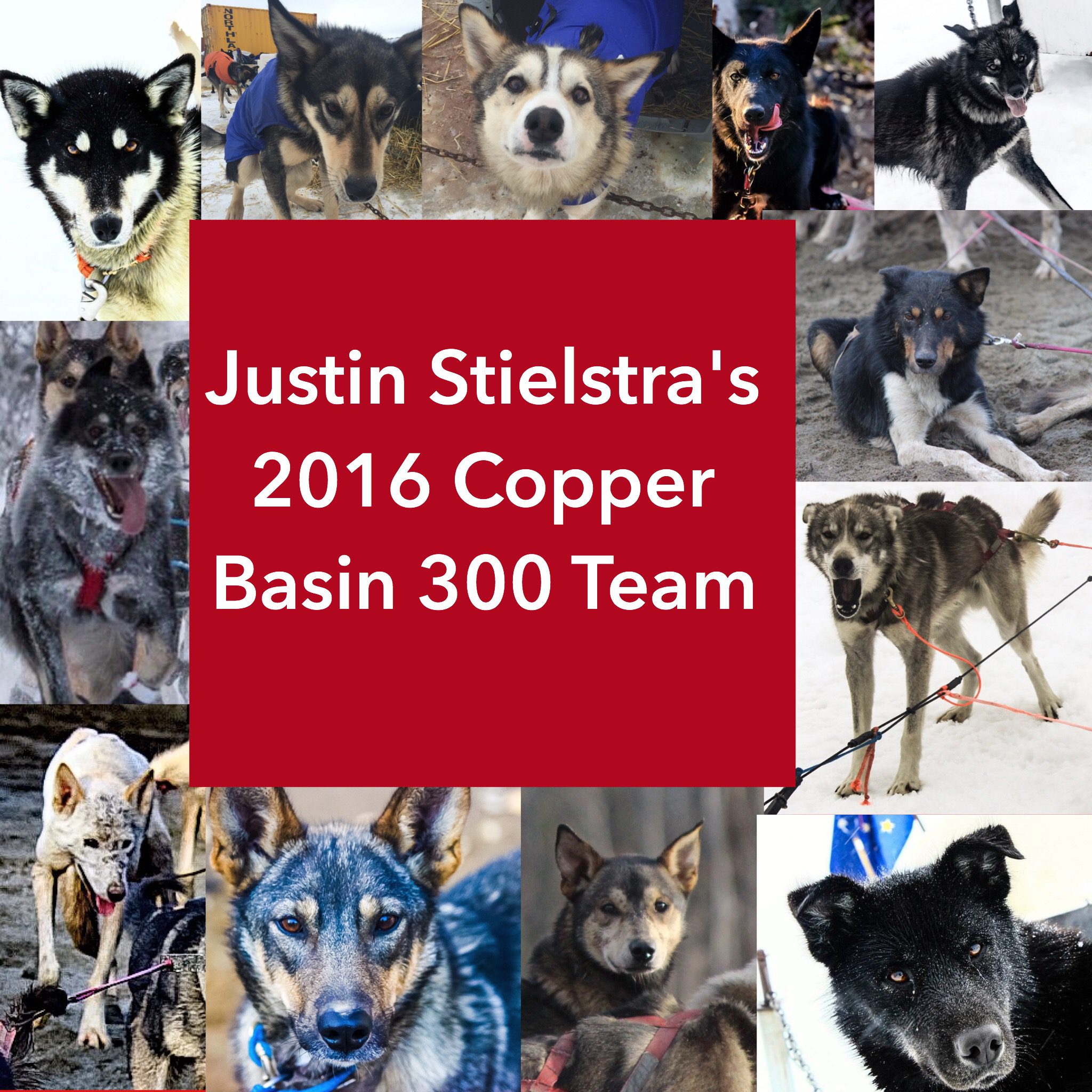 justin-s-team-recap-turning-heads-kennel